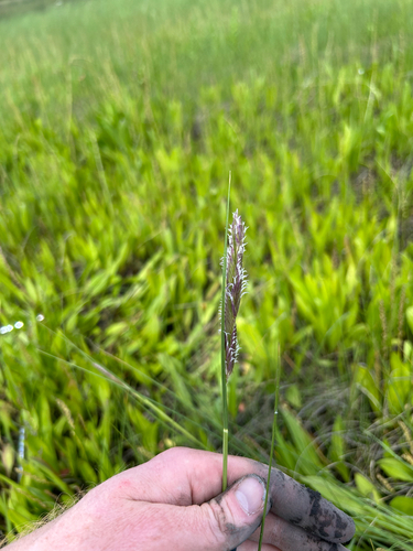 alkali cord grass
