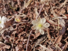 Anemonoides amurensis