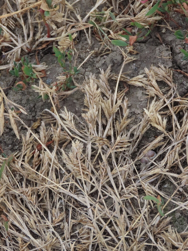 Sclerochloa dura, 2026-07-03