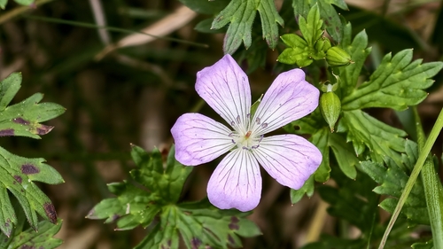 Geranium hayatanum, photograph 4