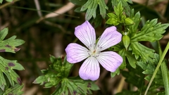 Geranium hayatanum, photograph (c) 葉淑蓮, some rights reserved (CC BY)