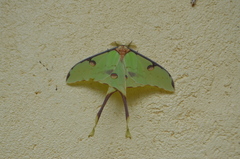 Argema mimosae