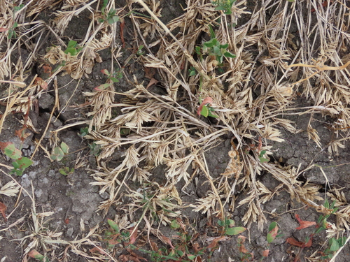 Sclerochloa dura, 2026-07-03