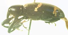 Heilipus collectus