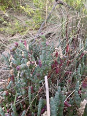 Salicornia blackiana