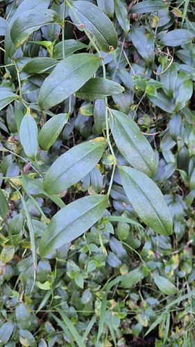 Petermannia cirrosa observed 2026-07-04