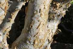 Commiphora tenuipetiolata