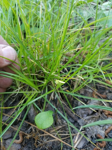 littlesnout sedge (Carex microrhyncha)