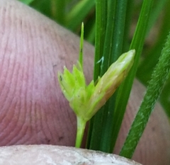 Carex microrhyncha