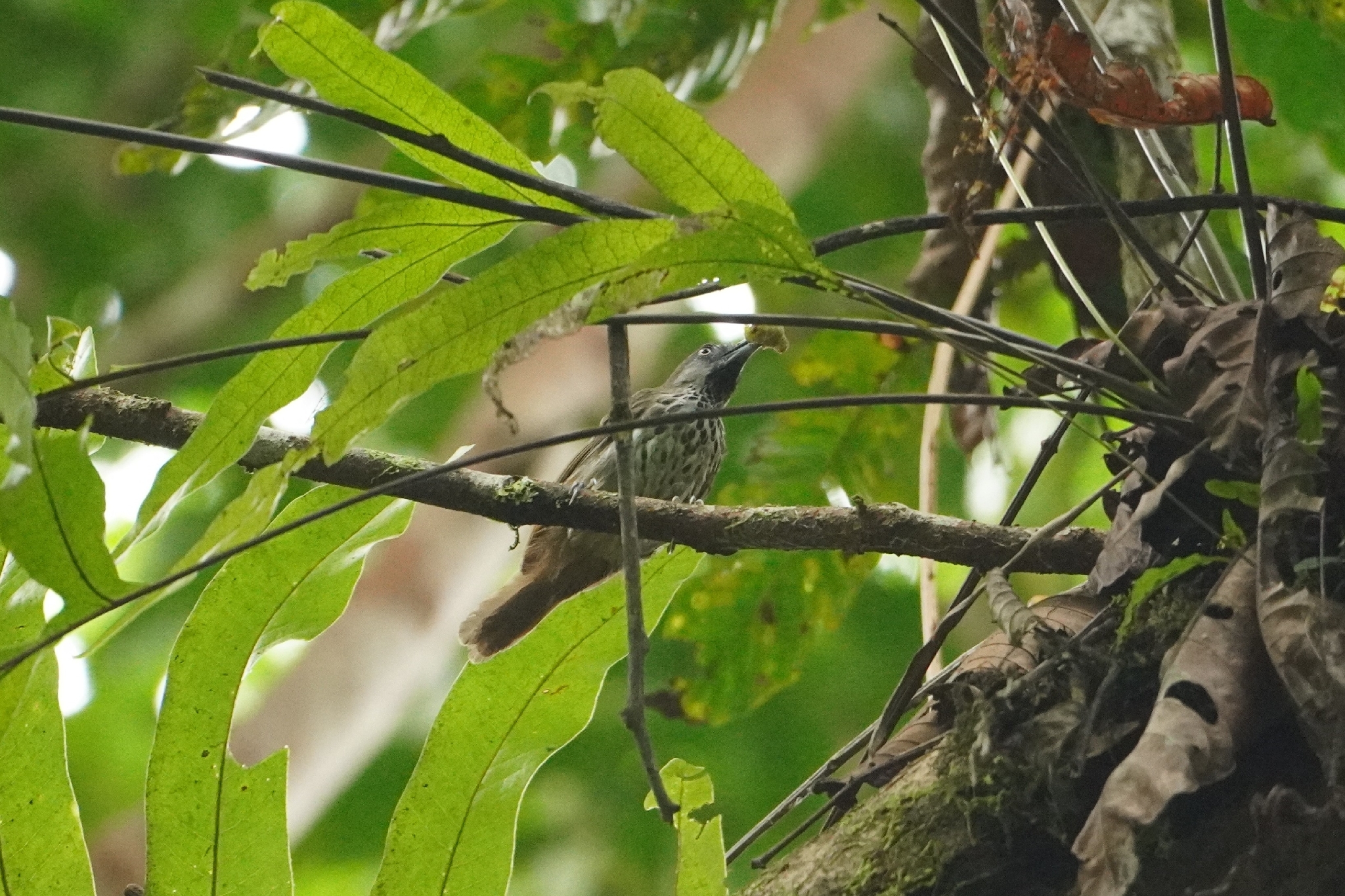 Chestnut-rumped Babbler (Stachyris maculata), photo 1