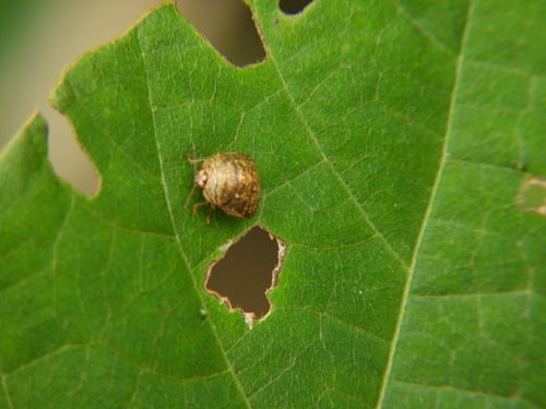 Japanese common plataspid stinkbug