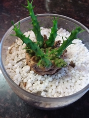 Euphorbia flanaganii