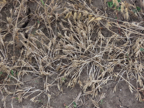 Sclerochloa dura, 2026-07-03