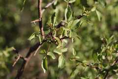 Commiphora tenuipetiolata