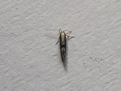 Argyresthia spinosella