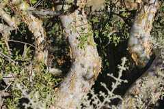 Commiphora tenuipetiolata