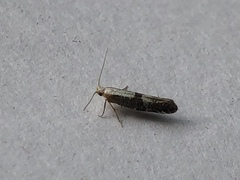 Argyresthia spinosella