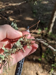 Usnea cirrosa