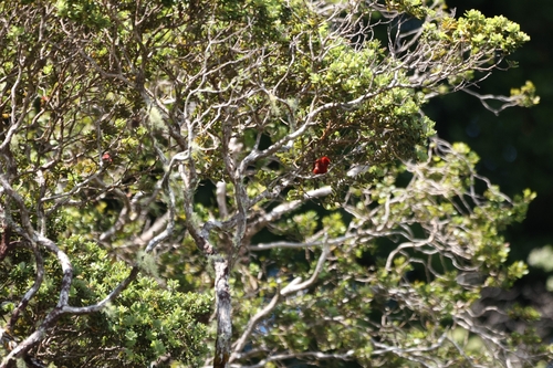 Himatione sanguinea observed 2026-07-03