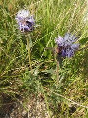 Carthamus caeruleus