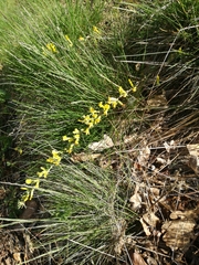 Chamaecytisus ratisbonensis