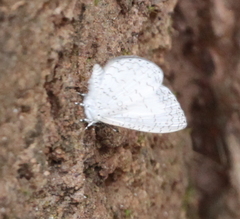 Spalgis lemolea lemolea