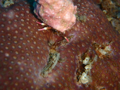 Calcinus lineapropodus observed 2026-06-26