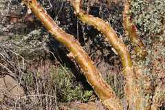 Commiphora glaucescens