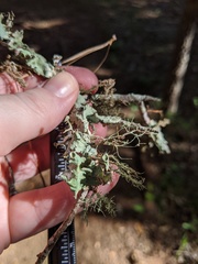 Ramalina stenospora