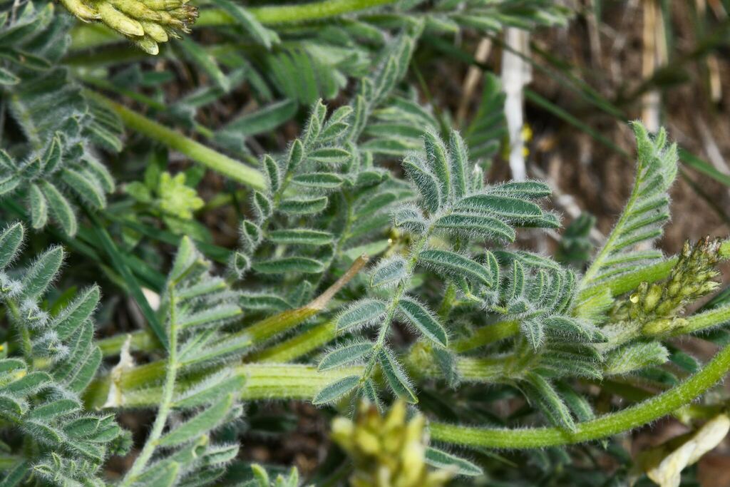 Astragalus drummondii; photograph (c) James (Jim) Duggan, some rights reserved (CC BY)