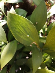 Ruscus hypophyllum