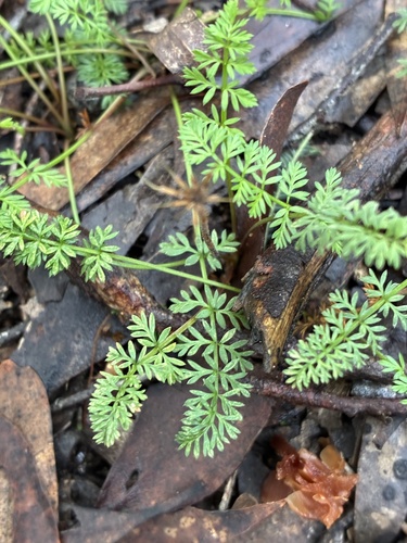 Chaerophyllum eriopodum, 2026-07-04