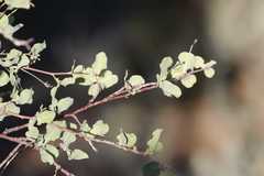 Commiphora glaucescens