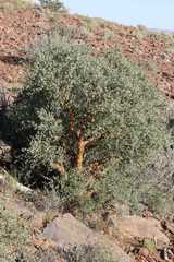 Commiphora glaucescens
