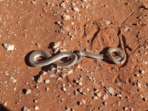 Ringed Brown Snake