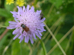 Closterotomus cinctipes