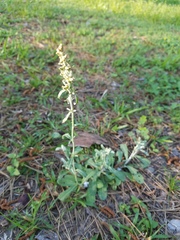 Gamochaeta argyrinea