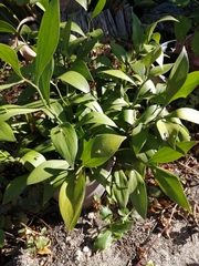 Ruscus hypophyllum