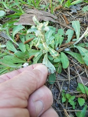 Gamochaeta argyrinea