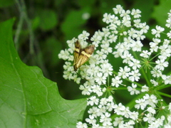 Nemophora degeerella