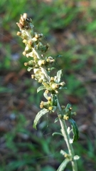 Gamochaeta argyrinea