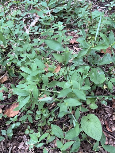 Lathyrus laxiflorus, photograph 5
