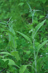 Tephroseris flammea
