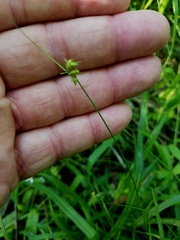 Carex texensis