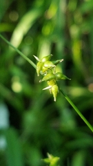Carex texensis