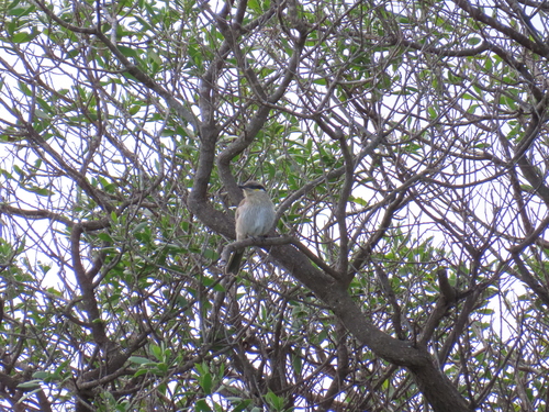 Singing Honeyeater