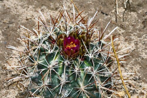 Sclerocactus cloverae