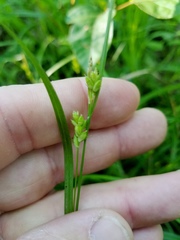 Carex corrugata