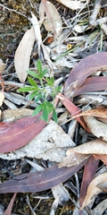 Xanthosia huegelii