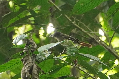 Sooty-capped Babbler (Malacopteron affine)